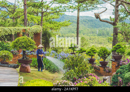 Donna vietnamita giardiniere irrigazione erba e piante nel parco Foto Stock