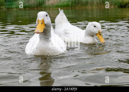 Coppia di bianco Pekin anatre (noto anche come Aylesbury o Long Island anatre) Foto Stock