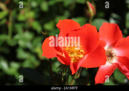 Perfetta estate rosso miniaturizzati gizmo bocciolo di rosa. Foto Stock