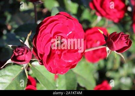 Perfetta estate red lavaglut floribunda bocciolo di rosa. Foto Stock