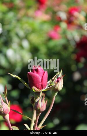 Perfetta estate red lavaglut floribunda bocciolo di rosa. Foto Stock