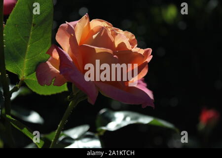 Perfetta estate bocciolo di rosa, Chicago pace arancione e rosa rosa "Johnago'. Foto Stock