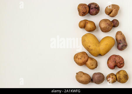 Brutto anormale Organici ortaggi - patate su sfondo bianco, concetto ortaggi biologici, spazio di copia Foto Stock