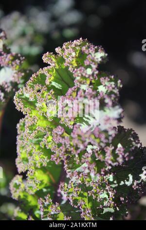 Fattoria fresco rosso cavolo riccio in crescita nel giardino. Foto Stock
