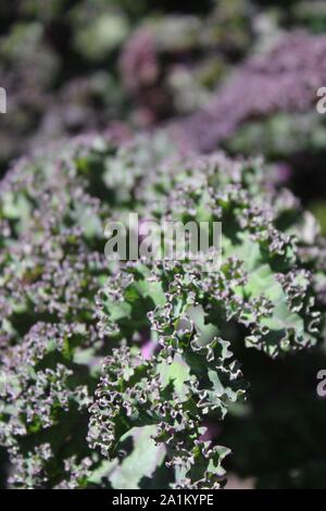 Verde cavolo riccio in crescita nel giardino. Foto Stock