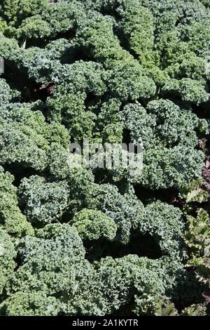 Verde cavolo riccio in crescita nel giardino. Foto Stock