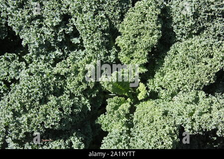 Verde cavolo riccio in crescita nel giardino. Foto Stock