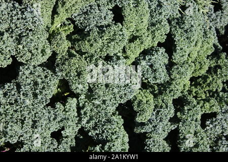 Verde cavolo riccio in crescita nel giardino. Foto Stock