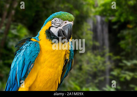 Blu-giallo macaw / blu e oro macaw (Ara ararauna) Sud Americana parrot nativo di Venezuela, Perù, Brasile, Bolivia e Paraguay Foto Stock