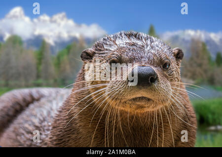 Nord America Lontra di fiume / Lontra di fiume nordamericana / comune lontra (Lutra canadensis / Lutra canadensis) nativa per gli Stati Uniti e il Canada Foto Stock