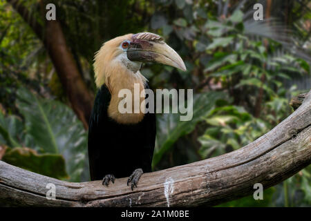 Blyth's Hornbill / hornbill Papua (Rhyticeros plicatus / Aceros plicatus) maschio nella foresta pluviale, nativo di Wallacea e Melanesia Foto Stock