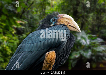 Blyth's Hornbill / hornbill Papua (Rhyticeros plicatus / Aceros plicatus) femmina nella foresta pluviale, nativo di Wallacea e Melanesia Foto Stock