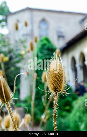 Bella essiccato Thistle piante in New York City Park. Foto Stock