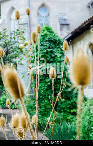 Bella essiccato Thistle piante in New York City Park. Foto Stock