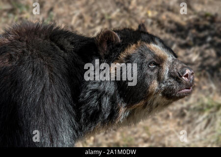 Spectacled bear / orso andino / Paesi andini a breve di fronte bear / montagna bear (Tremarctos ornatus / Ursus ornatus) originario del Sud America Foto Stock