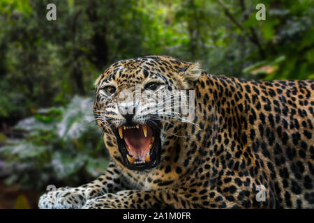 Leopardo dello Sri Lanka (Panthera pardus kotiya) ruggente e mostrando grandi denti canini a bocca aperta, nativo di Sri Lanka Foto Stock