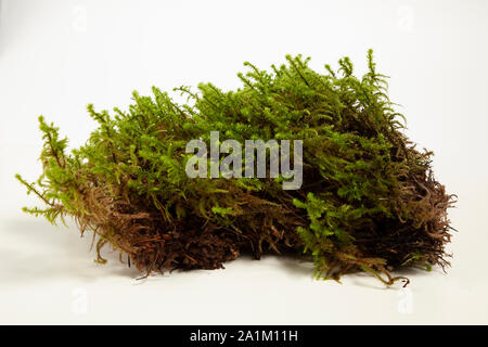 Moss isolato su uno sfondo bianco Foto Stock