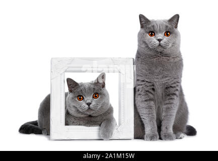 Impressionante azzurro giovane adulto British Shorthair gatto femmina, lsitting accanto a cornice fotografica con sé più giovane. Guardando con arancio brillante occhi straigh Foto Stock