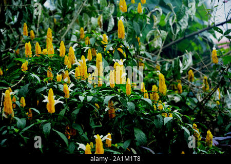 Comune di gamberi d'oro (Justicia brandegeana, Pachystachys lutea ) noto anche come giallo regina impianti adibiti alla pesca di gamberetti , fiori gialli con un sacco di foglie verdi Foto Stock