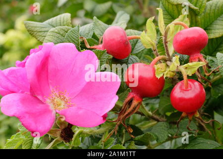 Rosa rugosa Rubra "", forma una siepe con caratteristica profonda fiori rosa e lucida hips in tarda estate. Regno Unito. Foto Stock