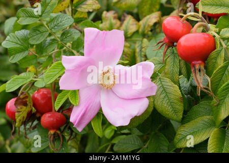 Rosa rugosa 'Fru Dagmar Hastrup' visualizzazione caratteristico colore rosa pallido sboccia e lucida hips in tarda estate. Regno Unito Foto Stock