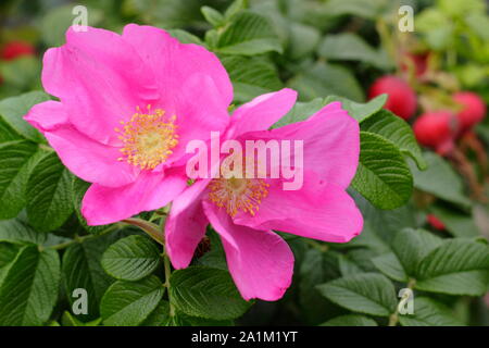 Rosa rugosa Rubra "", forma una siepe con caratteristica profonda fiori rosa e lucida hips in tarda estate. Regno Unito. Foto Stock