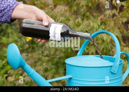 Symphytum. Home resa liquida comfrey concime aggiunto al recipiente per la diluizione prima dell'alimentazione piante da giardino. Regno Unito Foto Stock