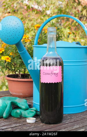 Symphytum. Home reso liquido fertilizzante comfrey pronto per diluizione in un annaffiatoio prima alimentazione di piante da giardino. Regno Unito Foto Stock