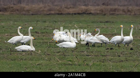 Mandria mista di diverse specie di swans - la tundra e whooper alimentazione e il riposo insieme sul campo verde in primavera Foto Stock