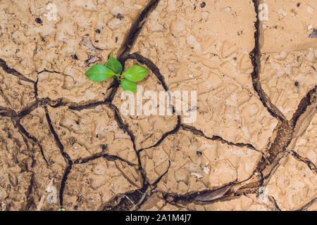 albero che cresce su cracked terrene. albero crescente salvare. il mondo problemi ambientali. tagliare albero. Foto Stock