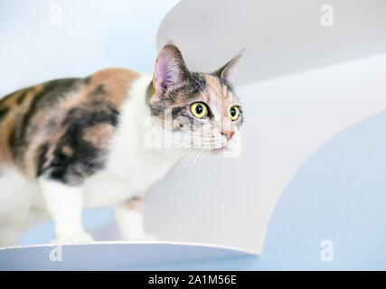 Un diluisca Calico shorthaired domestico cat in piedi su un montato a muro cat pesce persico, fissando attentamente Foto Stock