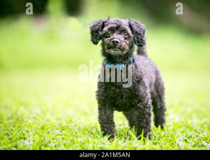 Un piccolo barboncino nero di razza cane all'aperto Foto Stock