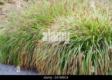 Erba di fiamma Miscanthus sinensis 'Purpurascens' Foto Stock