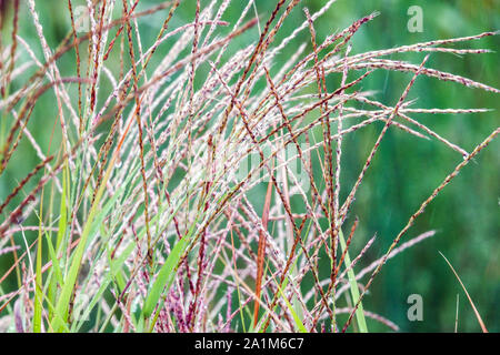 Fuoco erba Miscanthus sinensis 'purpurascens' Seedheads Feathery fine estate Foto Stock