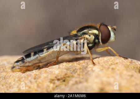 Hoverfly lungo (Sphaerophoria scripta) maschio arroccata su una roccia. Tipperary, Irlanda Foto Stock