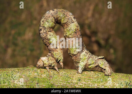 Festone Oak moth caterpillar (Crocallis elinguaria) a riposo sul ramo di biancospino. Tipperary, Irlanda Foto Stock