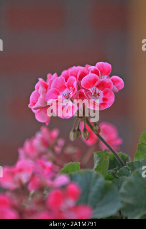 I gerani rosa fiori close up Foto Stock