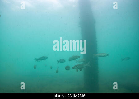 Unione bass ,Dicentrarchus labrax, swanage pier, Dorset, settembre Foto Stock