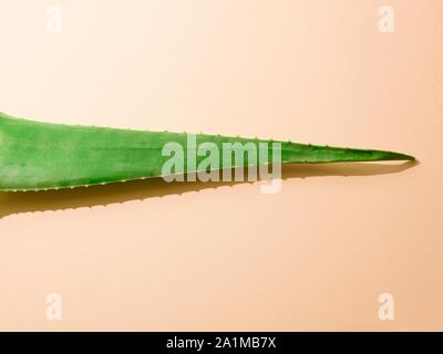 Foglia di aloe vera. Foto Stock