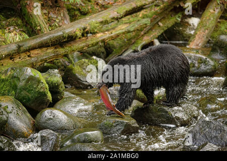 Orso nero con Salmone Chinook in bocca a Thornton Creek-Ucluelet, British Columbia, Canada. Foto Stock