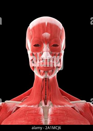 Muscoli del collo, illustrazione del computer Foto Stock