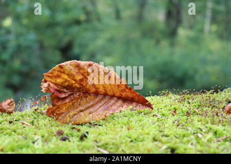 Autumn Leaf su moss Foto Stock