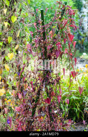 Piante che crescono su bastoncini di sostegno in giardino, impianto autunnale di settembre Foto Stock