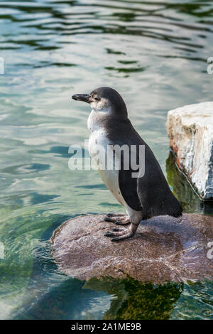 Un pinguino di Humboldt in lo zoo di Copenaghen, Danimarca. Foto Stock