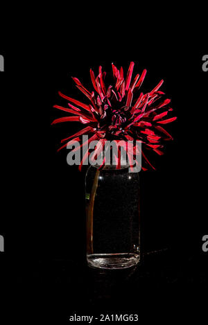 Dahlia 'Chat Noir ", un cactus dalia, come ancora un vita con uno sfondo nero Foto Stock