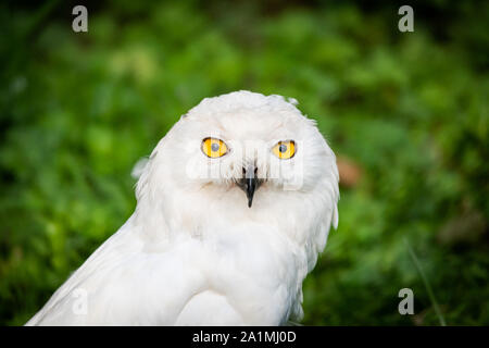 Edinburgh, Regno Unito. Gio 19 settembre 2019. Civetta delle nevi (Bubo scandiacus) presso lo Zoo di Edimburgo, Scozia. Foto Stock