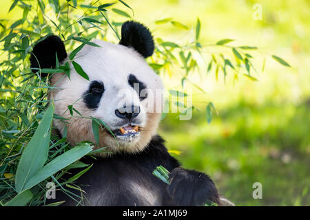 Edinburgh, Regno Unito. Gio 19 settembre 2019. Yang Guang , il maschio gigantesco orso panda presso lo Zoo di Edimburgo, Scozia. Foto Stock