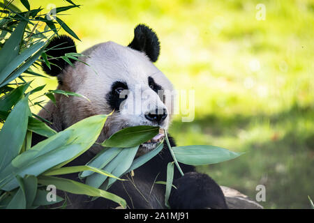Edinburgh, Regno Unito. Gio 19 settembre 2019. Yang Guang , il maschio gigantesco orso panda presso lo Zoo di Edimburgo, Scozia. Foto Stock