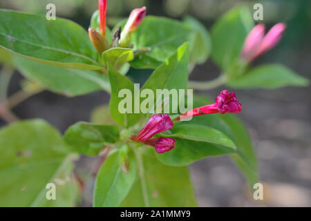 Chiudere fino a quattro ore di fiore, meraviglia del Perù, Mirabilis Jalapa Foto Stock