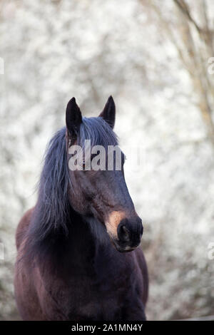 Bel Cavallo nero con sfondo floreale bianco Foto Stock